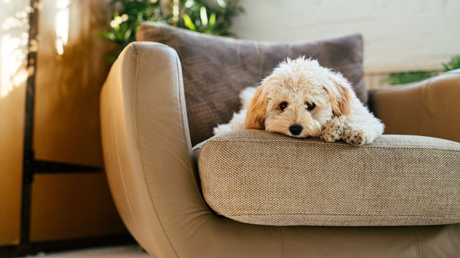 dog friendly couch