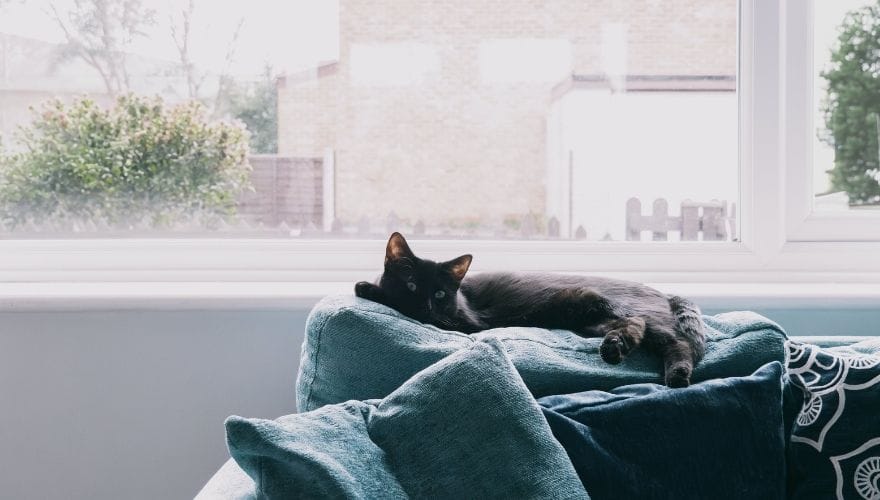 a cat on a sofa