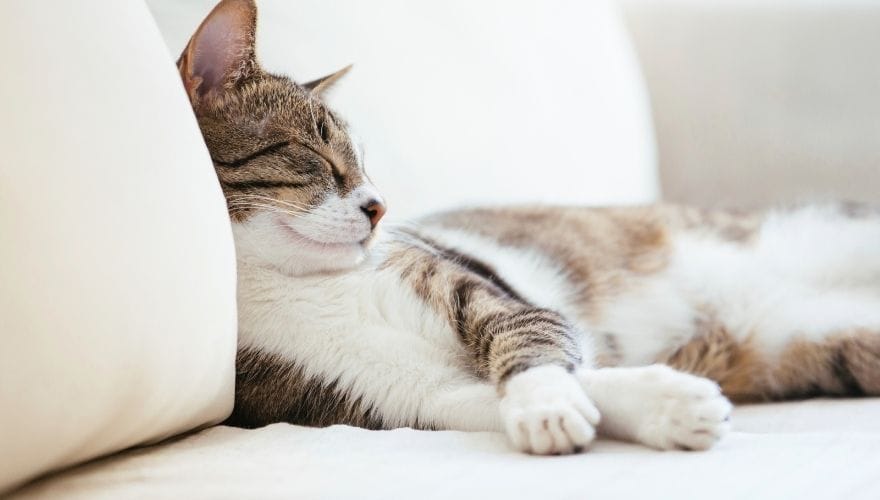 cat sleeping on a sofa