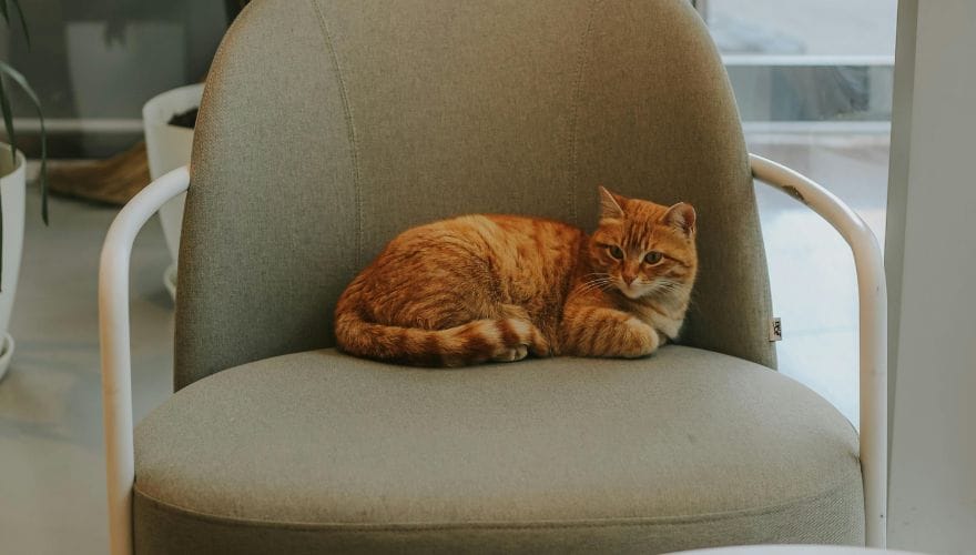 cat and chair