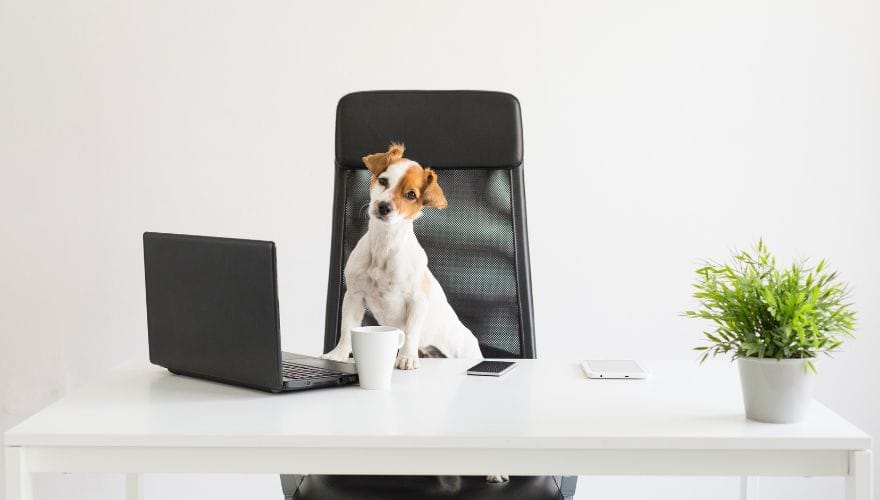 dog and office chair