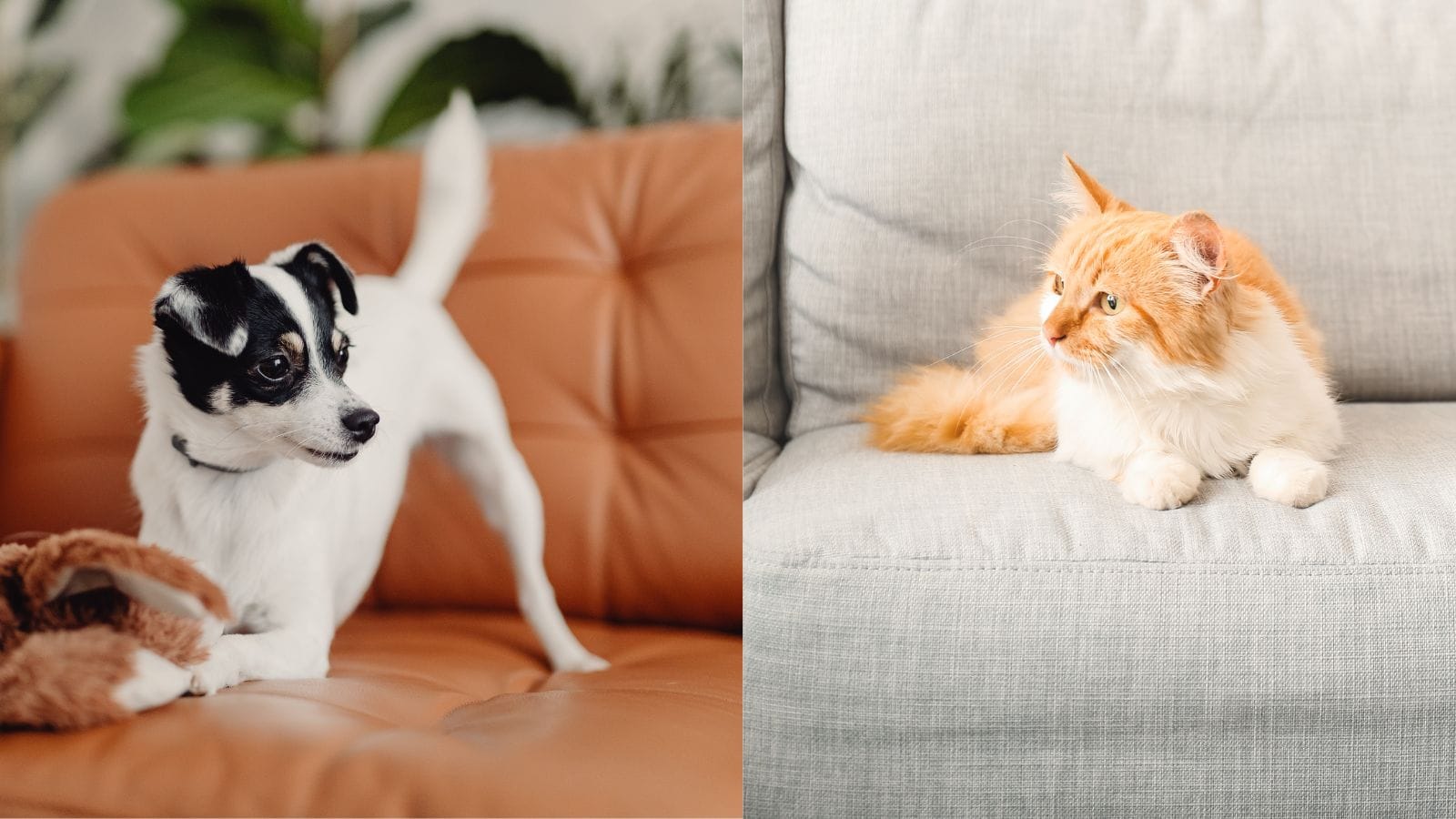 leather vs fabric sofas