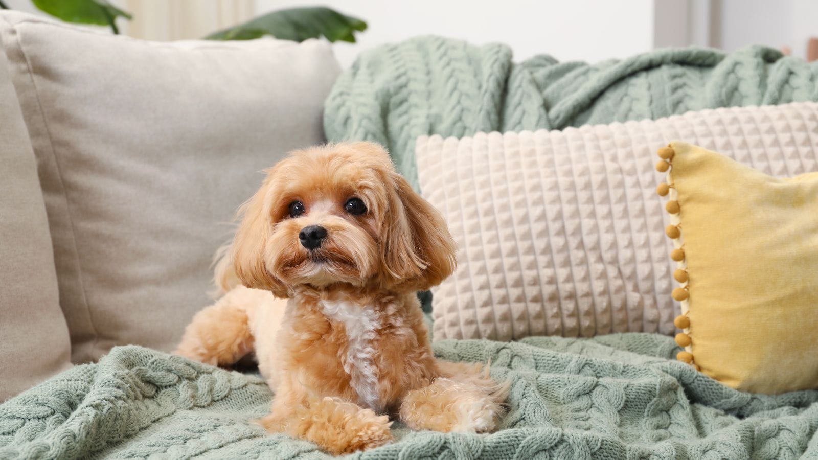 sofá à prova de animais de estimação