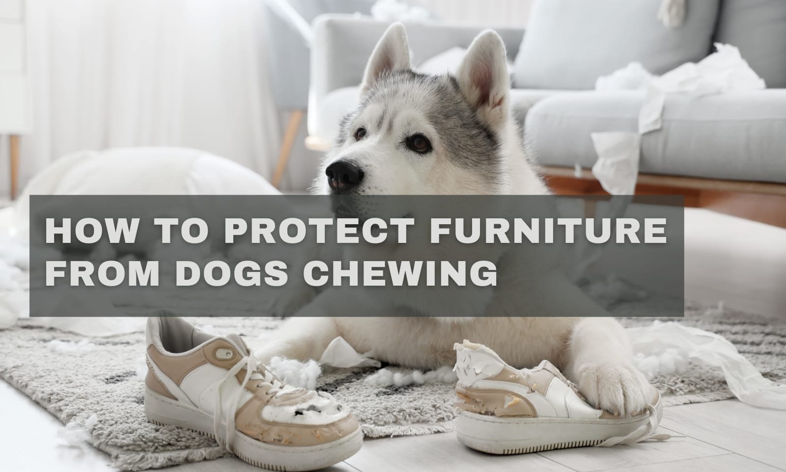 How to Protect Furniture from Dogs Chewing