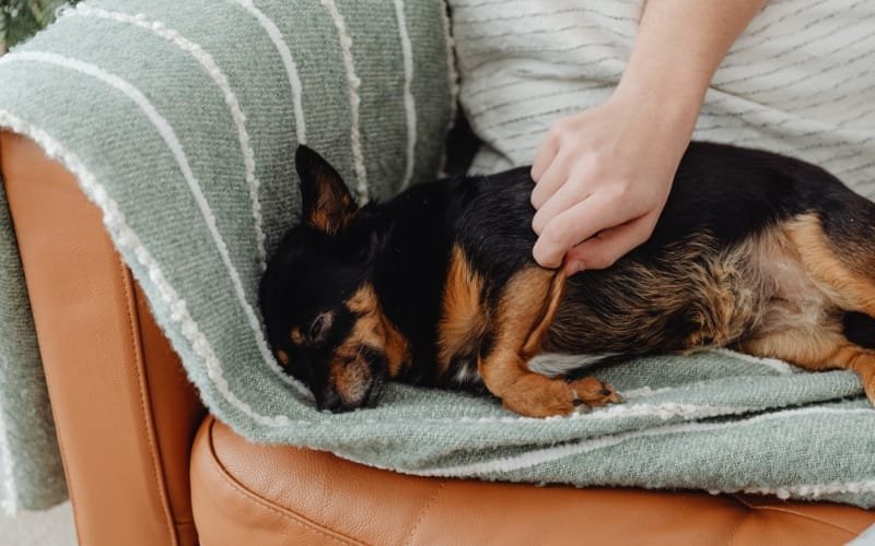 How to Stop a Dog From Digging the Couch or Bed