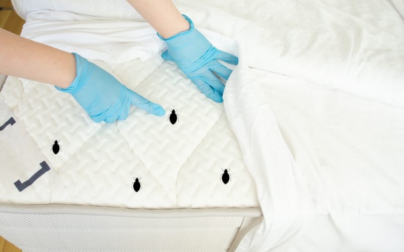 How to Tell If a Couch Has Mites?