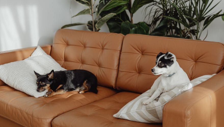 leather sofa and dogs