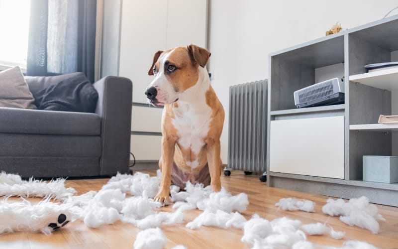 The dog is chewing on the furniture