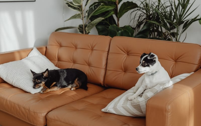 The dog is lying on the sofa