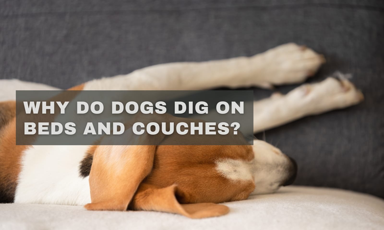 Why Do Dogs Dig on Beds and Couches? Normal or Not?