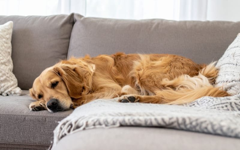 Why Do Dogs Dig on Beds and Couches at Night