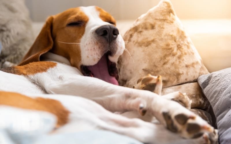 Why Do Dogs Dig on Beds and Couches